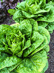 Image showing Butterhead lettuce growing in the garden