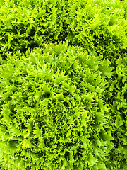 Image showing Curly green lettuce