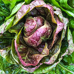 Image showing Red and green lettuce