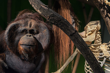 Image showing Dead and alive monkey closeup