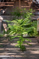 Image showing Green tree inside industrial interior