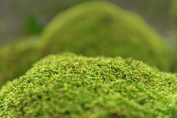 Image showing Green moss closeup photo