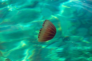 Image showing Small jellyfish in clean water