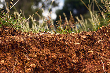 Image showing Green moss on tree trunk