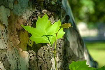 Image showing green leaves on the tree