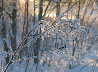 Image showing Frozen hay