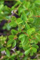 Image showing Green moss on tree trunk