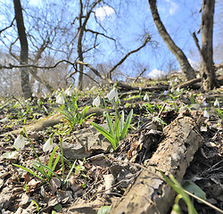 Image showing Fresh snowdrops