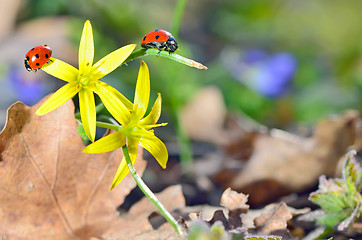 Image showing Ladybugs (Coccinella) on yellow flower