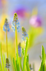 Image showing Muscari neglectum flowers