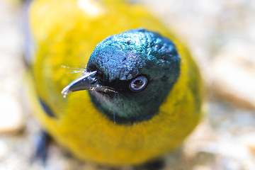 Image showing Black-headed Bulbul, Pycnonotus atriceps