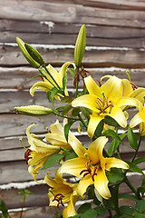 Image showing Blooming yellow lilies