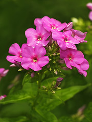 Image showing Blooming pink phlox