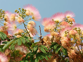 Image showing Flowering silk tree