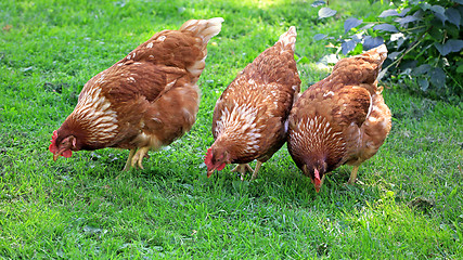 Image showing Three Brown Chicken Eating Grain and Grass