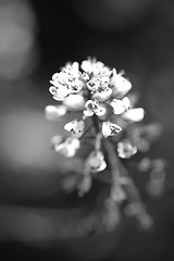 Image showing Vertical Floral Background in Black and White