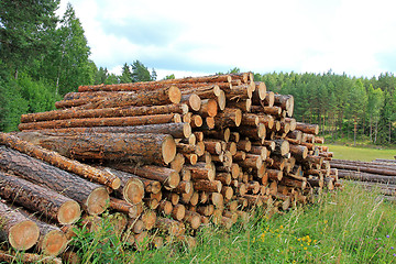 Image showing Summer Landscape with Stack of Pine Logs 