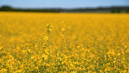 Image showing Yellow Rapeseed Field with Rapeseed Flower