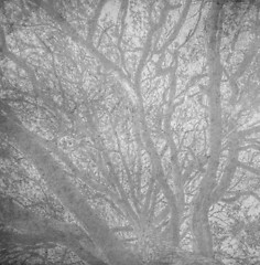 Image showing branches of a tree against sky