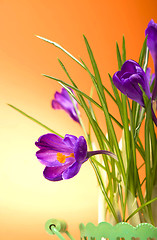 Image showing crocuses