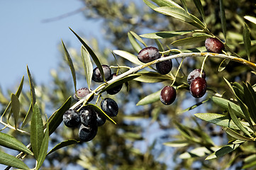 Image showing Olives