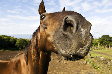 Image showing Inquisitive horse