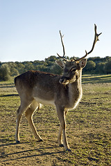 Image showing Red Deer (Cervus elaphus)