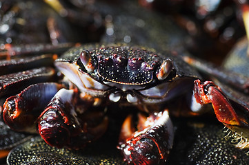 Image showing Cooked crab