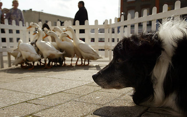 Image showing Sheep Dog and Geese