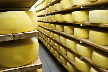 Image showing Cheese drying