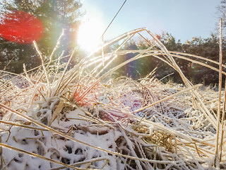 Image showing frozen grass on a meadow with sunshine