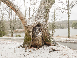 Image showing snowy forest landscape during winter