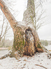 Image showing snowy forest landscape during winter