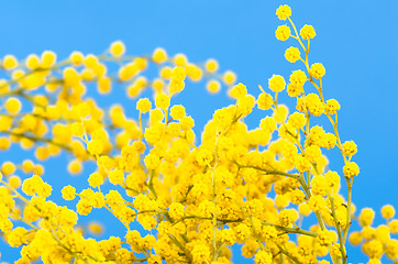 Image showing blossoming mimosa, a close up