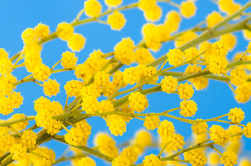 Image showing blossoming mimosa, a close up