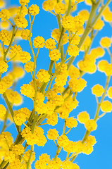 Image showing blossoming mimosa, a close up