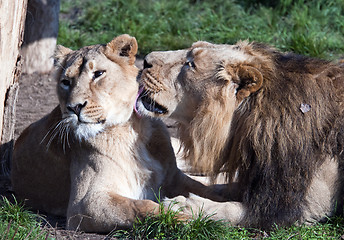 Image showing Lions