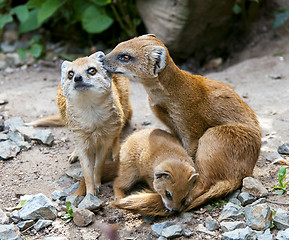 Image showing Mongoose