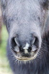 Image showing Horse nose