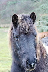 Image showing One horse