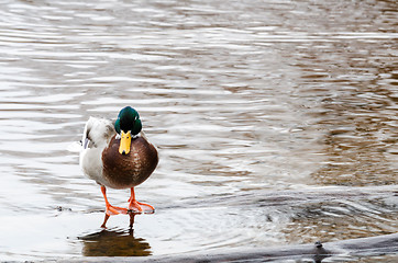 Image showing beutiful mallard