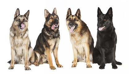 Image showing four German Shepherds