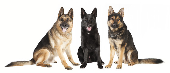 Image showing three German Shepherds