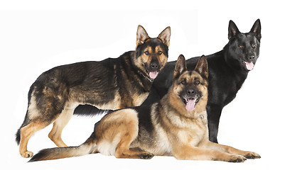 Image showing three German Shepherds