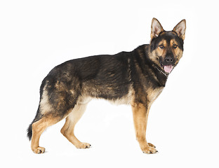 Image showing standing German Shepherd dog