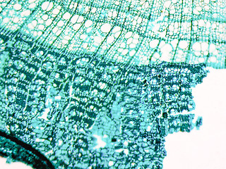 Image showing Tilia stem micrograph