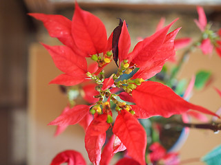 Image showing Poinsettia Christmas star