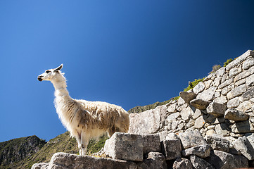 Image showing llama standing in Macchu picchu ruins