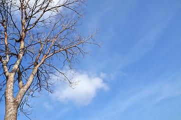 Image showing Tree with no leave 