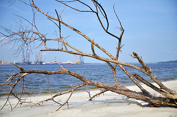 Image showing A fallen and decaying tree laying on the beach 